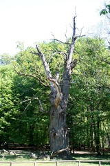 Killikus&reg; Fotographie